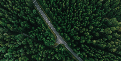 Eine Straße die durch einen dichten, grünen Wald führt